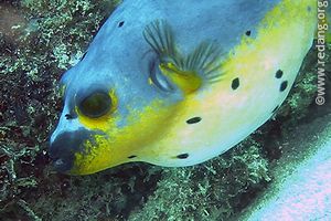 seal pufferfish