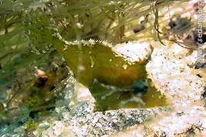 seagrass filefish