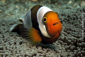 saddleback anemone fish
