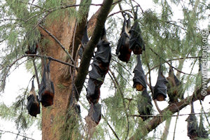 flying foxes