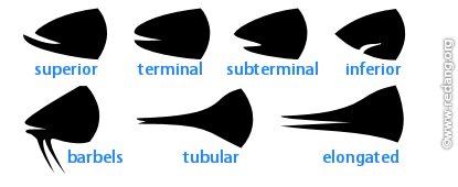 mouth shapes