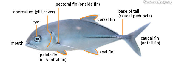 Fins Fish