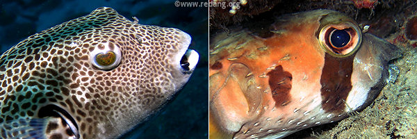 spines on porcupinefish