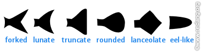 tail shapes