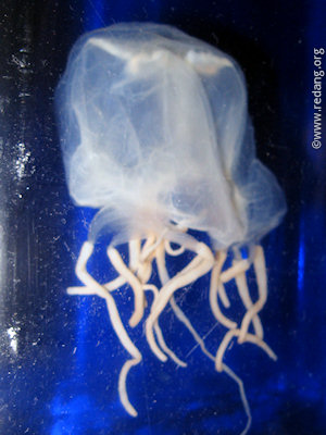 box jellyfish