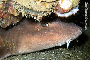 nurse shark