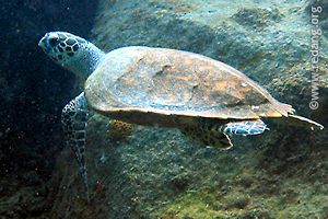 hawksbill turtle