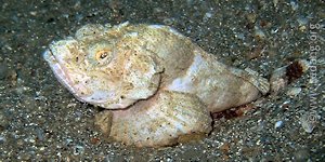 stonefish