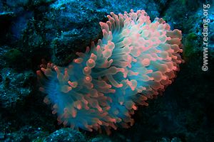 glowing bubble-tip anemone