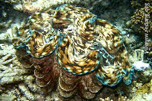 giant clam