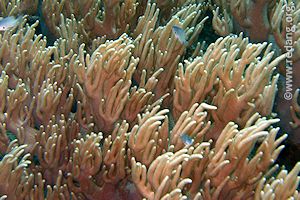 pristine corals