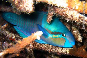 sleeping parrotfish