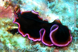 nudibranch