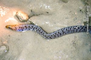 eel