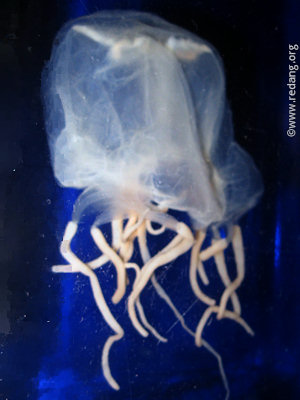 box jellyfish