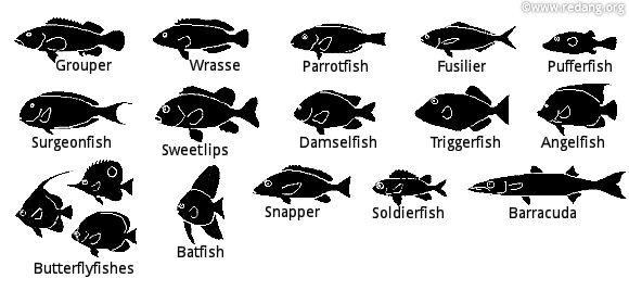 types of fish